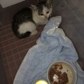 子猫を保護しました
