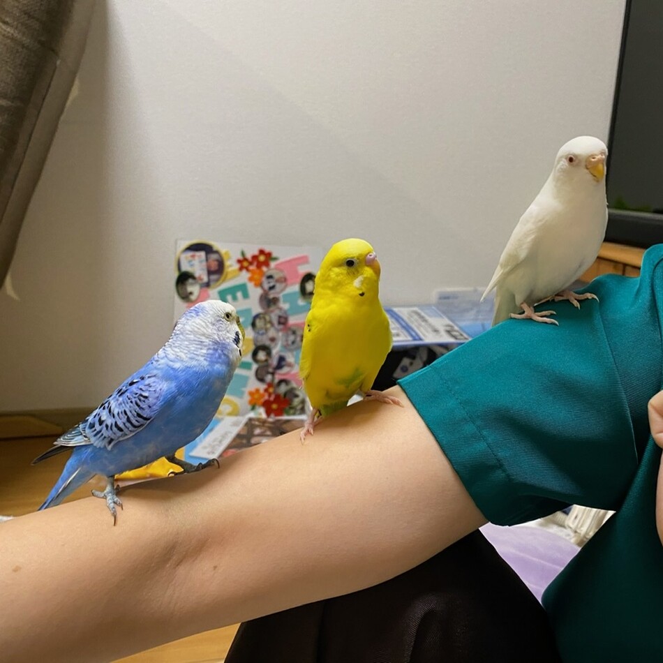 マル、ティッピーのカバー写真