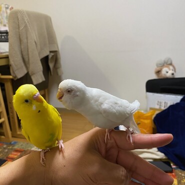 マルちゃんがティッピーにせまる！？