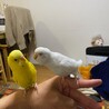 マルちゃんがティッピーにせまる！？