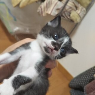 2,毒殺寸前に救出❗️猫一歳と産まれた仔猫５匹