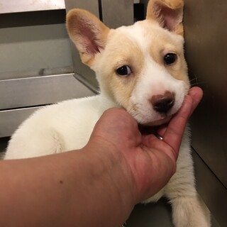 シャイだけれど人が気になる、あっこちゃん