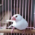 白ぶんちょうの碧羽（みうちゃん）