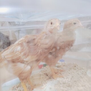 静かなもみじちゃん２匹可愛がってくれるかた募集✨