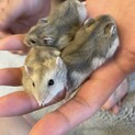 ハムスター 赤ちゃん
