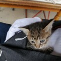 急募　生後4週  仔猫