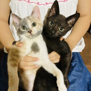 高齢者の多頭飼育からレスキューした子猫