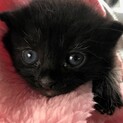 ５月３日生まれの黒の男の子２匹