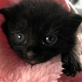 ５月３日生まれの黒の男の子２匹