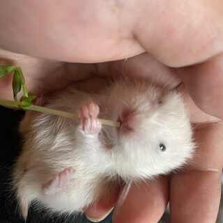 長毛ハムスター赤ちゃん