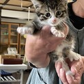 可愛くてヤンチャな1ヶ月半の猫ちゃんです