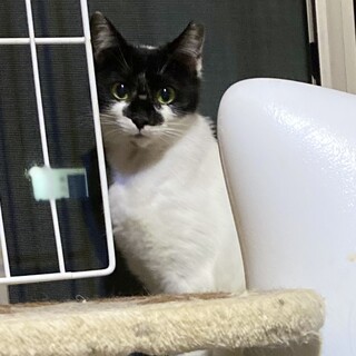 【5/23譲渡会】背中にハートがある女の子