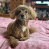 もえもえちゃん