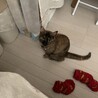 小川あみ