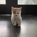 やんちゃな子猫ちゃんの里親募集です