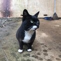 靴下猫ちゃん。とても大人しく穏やかな性格です。