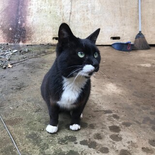 靴下猫ちゃん。とても大人しく穏やかな性格です。