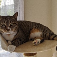 ピピ