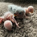 コザクラインコ雛