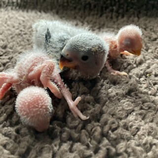 コザクラインコ雛