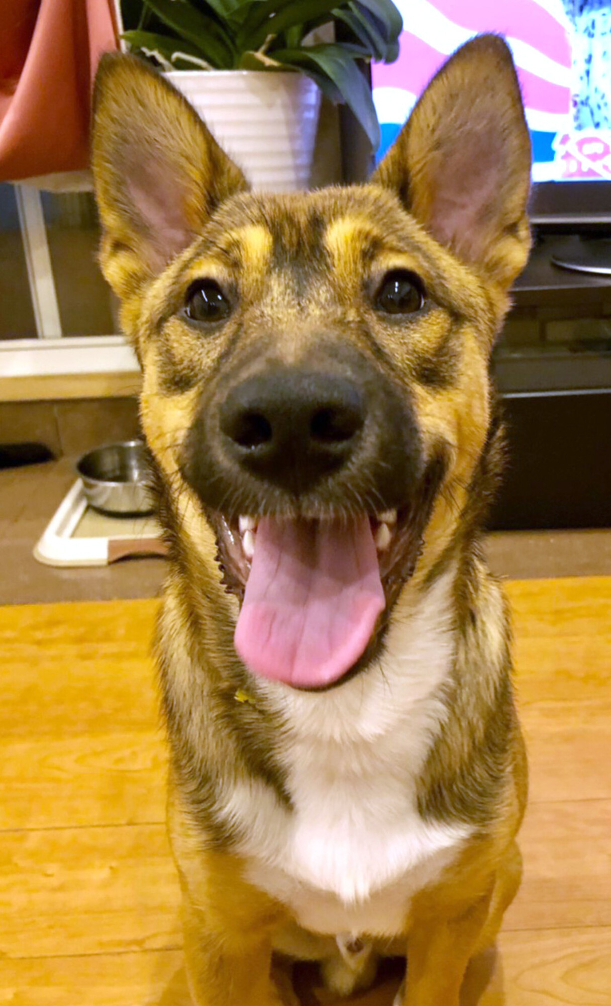 Mix セピアくん 東京都 犬の里親募集 ペットのおうち 月間利用者150万人