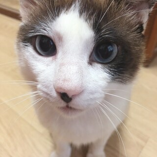 青い目のシャムmix系、沖縄より里親募集