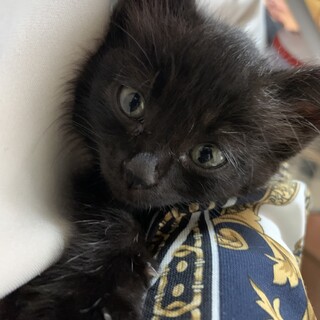 ふわりちゃんのおうち探し