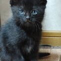 家猫修行挑戦中！