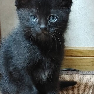 家猫修行挑戦中！