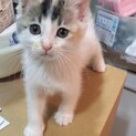 白ミケ子猫ちゃん