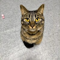 オハナ