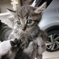 急募　生後4週  仔猫　2