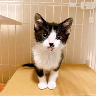 【他サイトにて決定】世界一可愛いハチワレの女の子