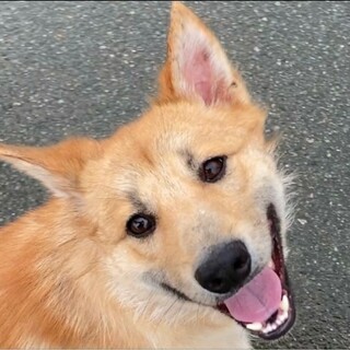 怒られても気にしない♪ワンコ大好きな ちゃーすけ