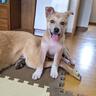 野犬の子☆生後3ヶ月の女のコです