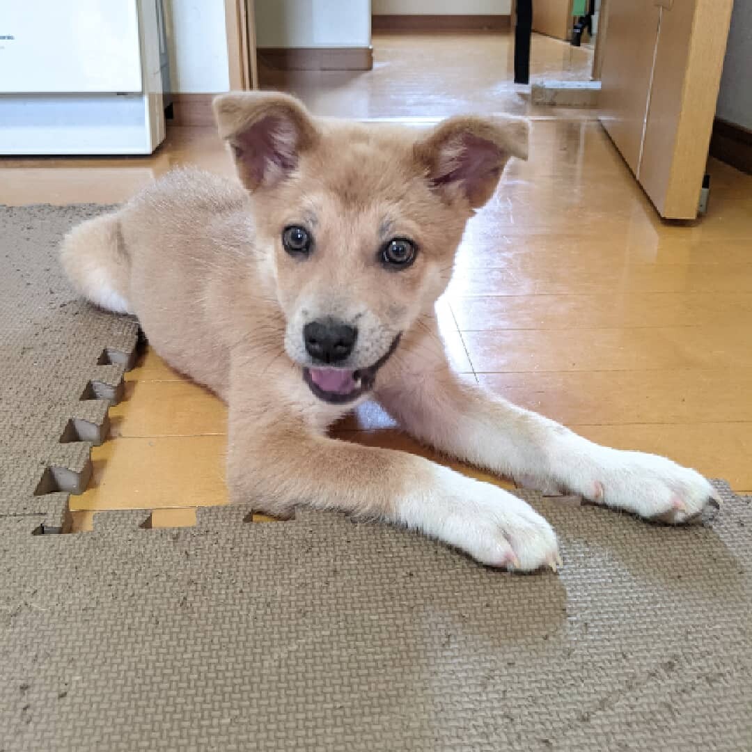 ペットのおうち 犬 福岡