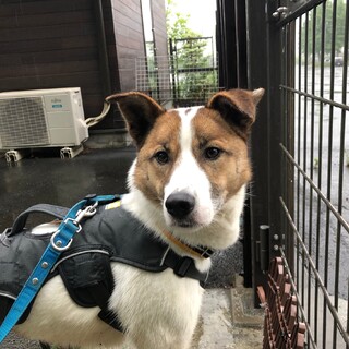 里親決定しました！ありがとうございます。