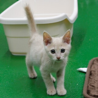 譲渡対象猫のご紹介です（0413-1）