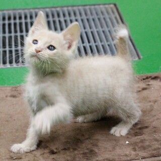 譲渡対象猫のご紹介です（0413-2）