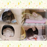きぃすけママ