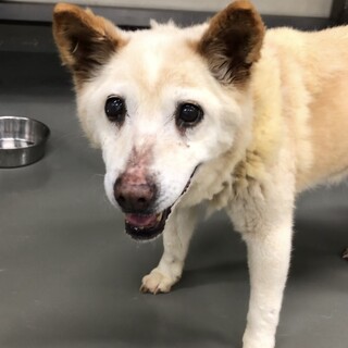 穏やかでかわいいシニア、とくちゃん