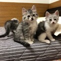甘えん坊兄妹　ぼんぼり＆ちらし