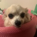 ③　ロングコートチワワ・メス・穏やかなめめちゃん