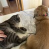 麦パンチ