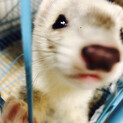 フェレットの里親募集です