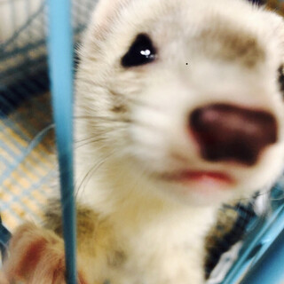 フェレットの里親募集です