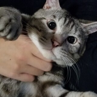 サバトラの男の子