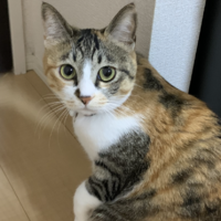 りー