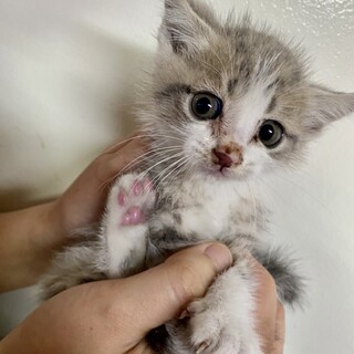 里親さま決まりました☆