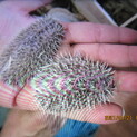ヨツユビハリネズミ（ノーマル色）の赤ちゃん里親募集